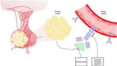 Anti-VEGF Therapy in Refractory Pituitary Adenomas and Pituitary Carcinomas: A Review